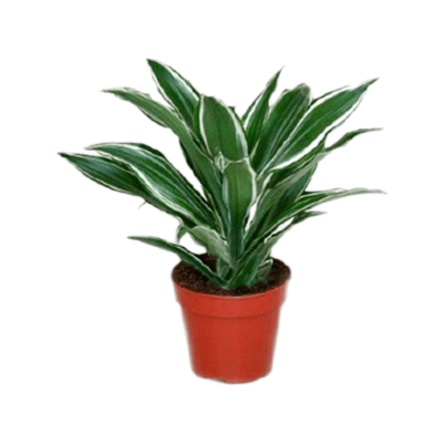 Растение горшечное Драцена/Dracaena fragrans 'White Jewel' 8/tray