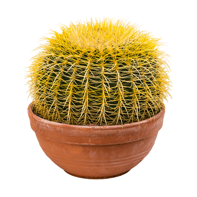 Растение горшечное Эхинокактус/Echinocactus grusonii