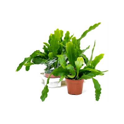 Растение горшечное Эпифиллум/Epiphyllum beavertail 4/tray