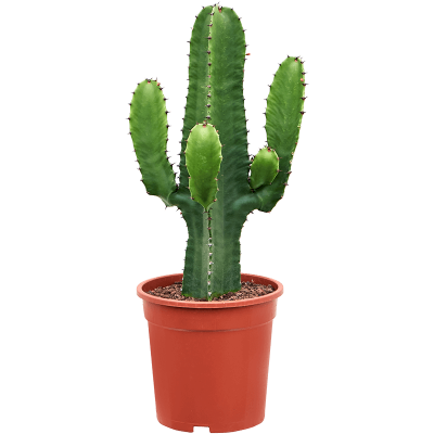Растение горшечное Молочай/Euphorbia acrurensis (60-80)