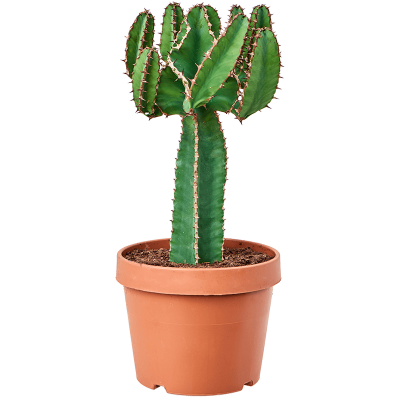 Растение горшечное Молочай/Euphorbia avasmontana