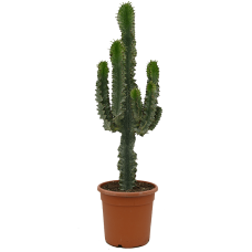 Euphorbia ingens marmorata