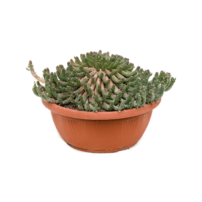 Растение горшечное Молочай/Euphorbia inermis