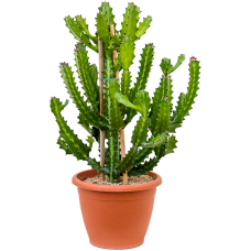 Euphorbia lactea