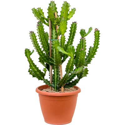 Растение горшечное Молочай/Euphorbia lactea