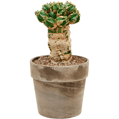 Растение горшечное Молочай/Euphorbia makallensis