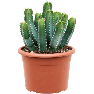 Растение горшечное Молочай/Euphorbia resinifera