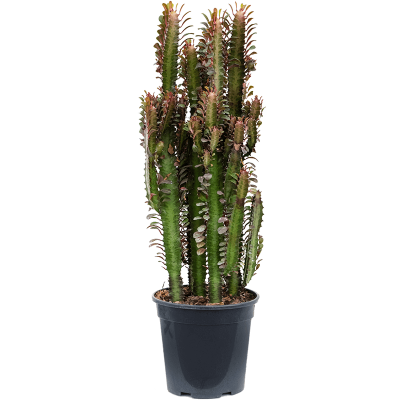 Растение горшечное Молочай/Euphorbia trigona 'Rubra'