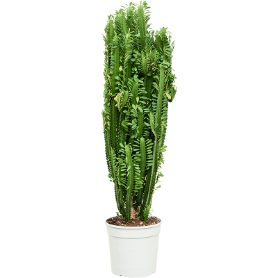 Растение горшечное Молочай/Euphorbia trigona