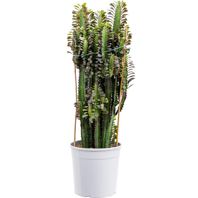 Растение горшечное Молочай/Euphorbia trigona 'Rubra'