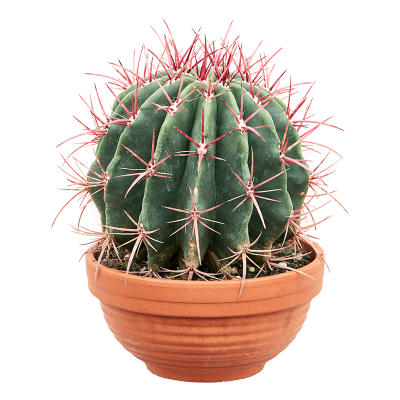 Растение горшечное Ферокактус/Ferocactus covillei