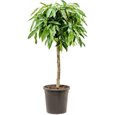 Ficus binnendijkii 'Amstel King'