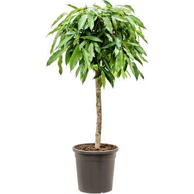 Растение горшечное Фикус/Ficus binnendijkii 'Amstel King'