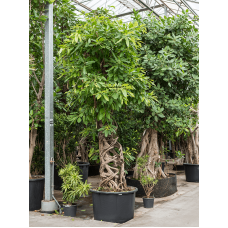 Ficus altissima