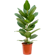 Ficus benghalensis 'Audrey'