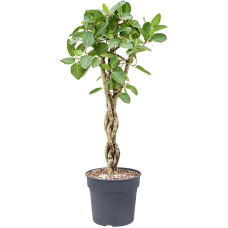 Ficus benghalensis 'Audrey'