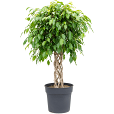 Ficus benjamina 'Exotica'