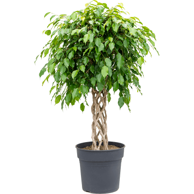 Растение горшечное Фикус/Ficus benjamina 'Exotica'