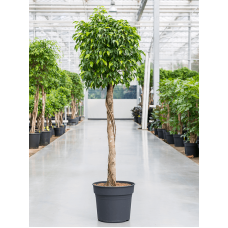 Ficus benjamina 'Columnar'