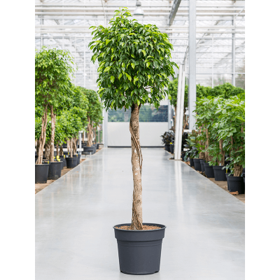 Растение горшечное Фикус/Ficus benjamina columnar