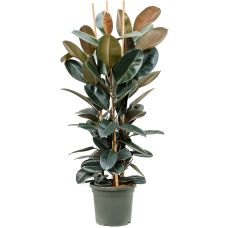 Ficus elastica 'Abidjan'