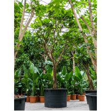 Ficus lyrata