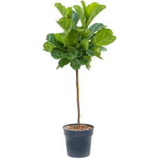 Ficus lyrata