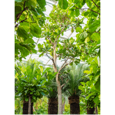 Ficus lyrata