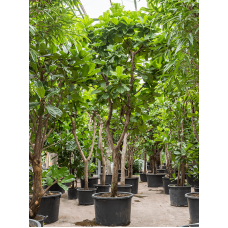 Ficus lyrata