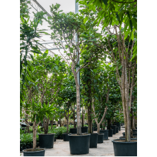 Ficus lyrata