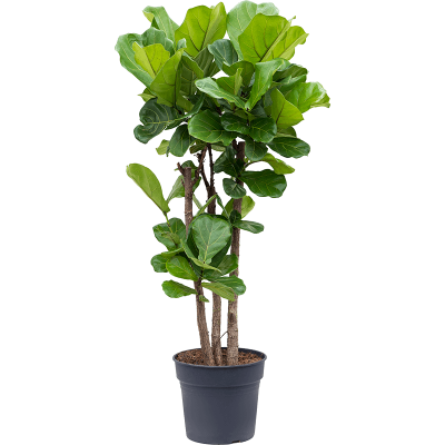 Растение горшечное Фикус/Ficus lyrata