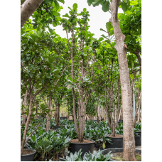 Ficus lyrata