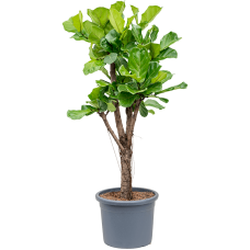 Ficus lyrata