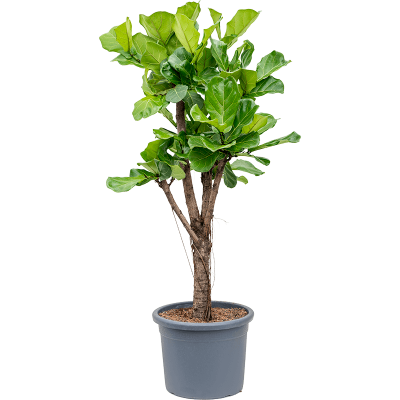 Растение горшечное Фикус/Ficus lyrata