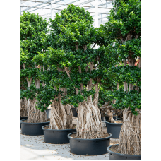 Ficus microcarpa 'Compacta'