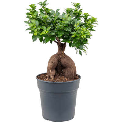 Растение горшечное Фикус/Ficus micr. ginseng