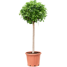Ficus microcarpa ‘Nitida’