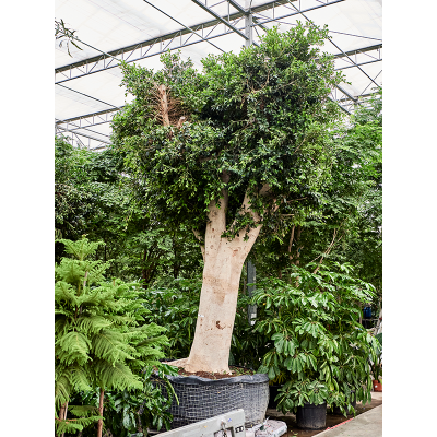 Растение горшечное Фикус/Ficus microcarpa ‘Nitida’