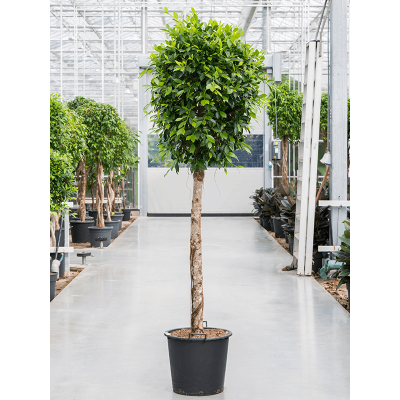 Растение горшечное Фикус/Ficus nitida