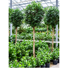 Ficus nitida