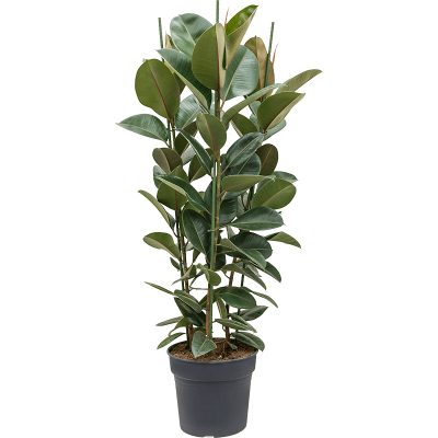 Растение горшечное Фикус/Ficus elastica 'Robusta'