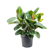 Ficus elastica 'Robusta'