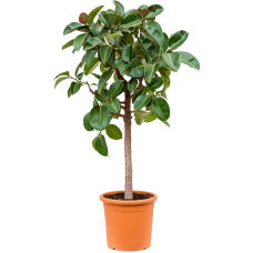 Ficus elastica 'Robusta'