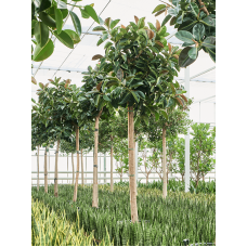 Ficus elastica 'Robusta' (300-400)