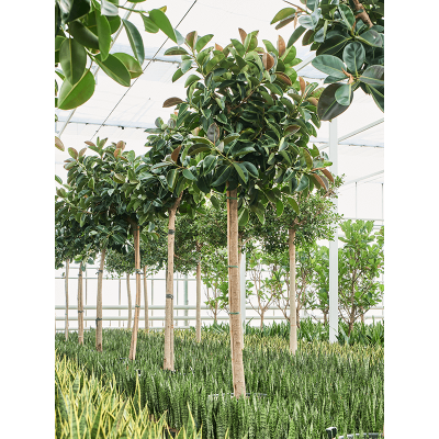 Растение горшечное Фикус/Ficus elastica 'Robusta' (300-400)