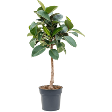 Ficus elastica 'Robusta'