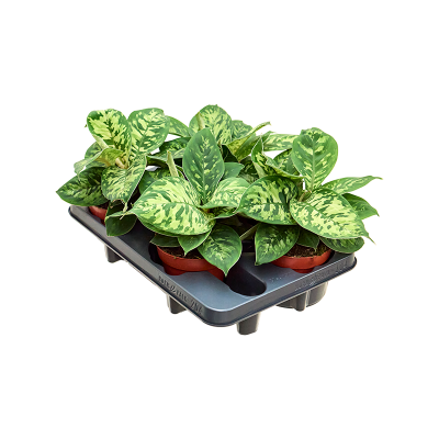 Растение горшечное Хомаломена/Homalomena wallisii 'Camouflage' 4/tray