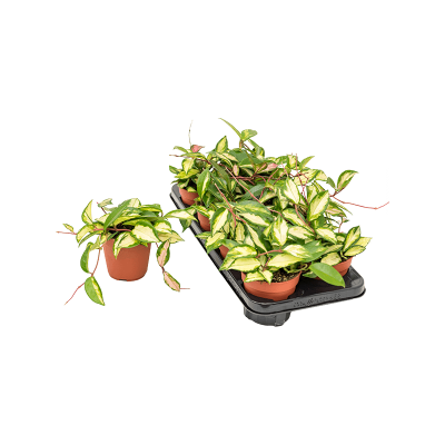 Растение горшечное Хойя/Hoya carnosa 'Tricolor' 8/tray