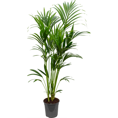 Растение горшечное Кентия/Kentia (Howea) forsteriana