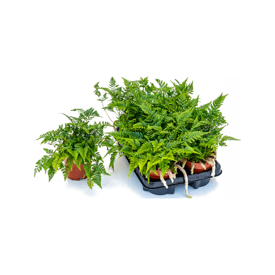 Растение горшечное Даваллия/Humata tyermannii 6/tray